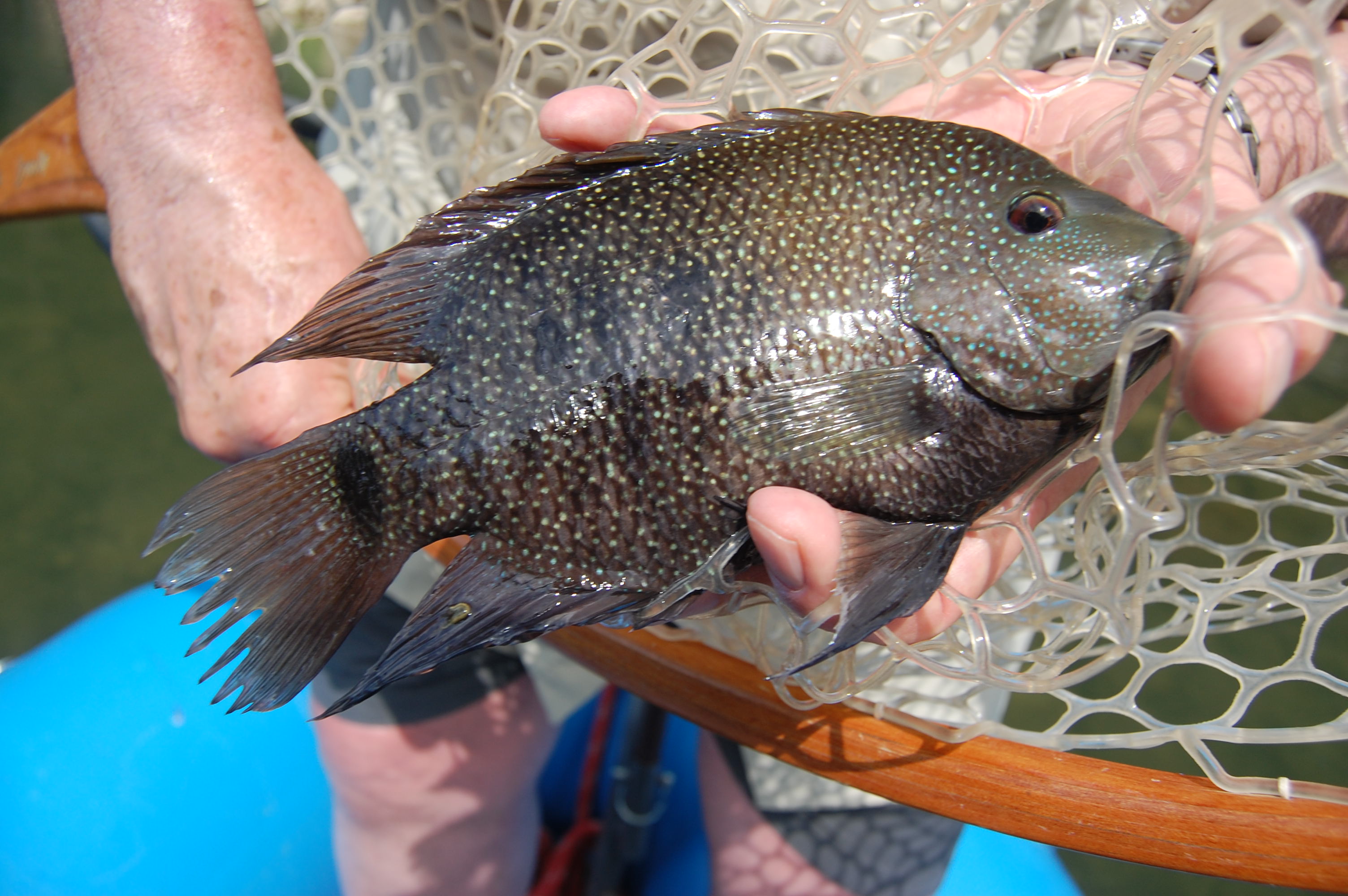 Texas Fly Fishing Guides