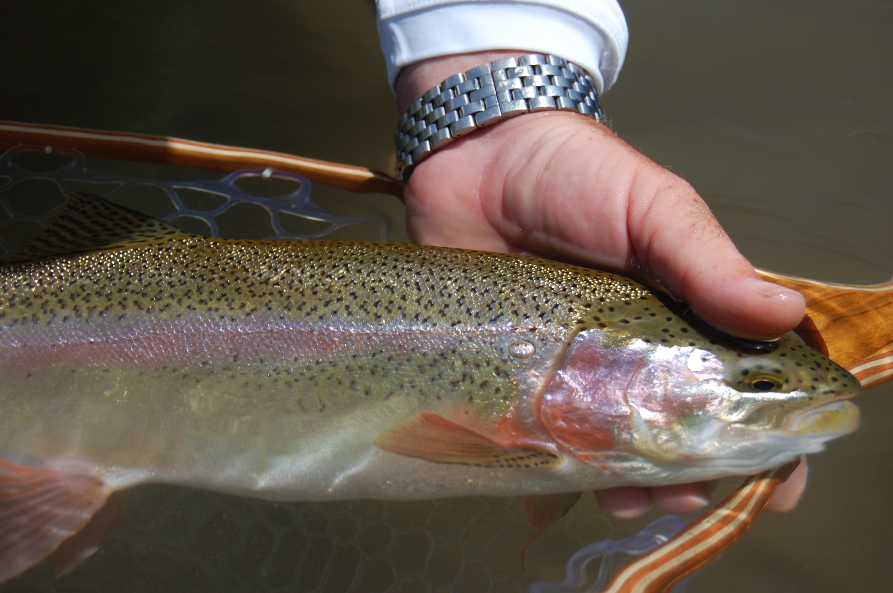 Guadalupe Fly Fishing Guide