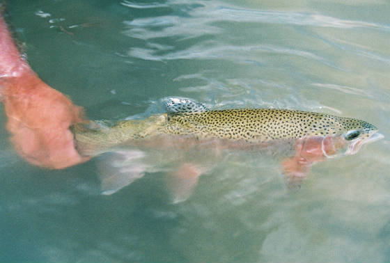 Guadalupe River Trout Unlimited